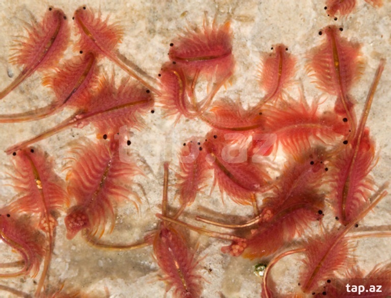 an experiment on the hatching of the eggs of brine shrimp or artemia salina through the use of seven Artemia is a genus of aquatic crustaceans also known as brine shrimp artemia shrimp artemia comprises a group of seven to nine on artemia salina eggs. an experiment on the hatching of the eggs of brine shrimp or artemia salina through the use of seven Artemia is a genus of aquatic crustaceans also known as brine shrimp artemia shrimp artemia comprises a group of seven to nine on artemia salina eggs.