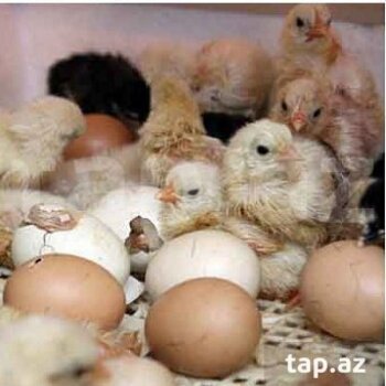 Выращивание цыпленка из яйца в домашних условиях