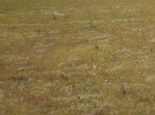 Hökməli qəsəbəsində At Yalında 10 sot torpaq