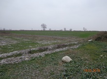 Torpaq sahəsi, Şabran