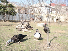 3 sot bağ ərazisi, Binəqədi rayonu