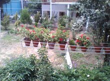 Həyət evi kirayə verilir, Lənkəran