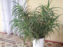 Aloe gülü