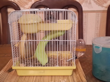 Джунгарские хомяки