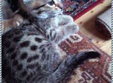 Отдам кота в добрые руки