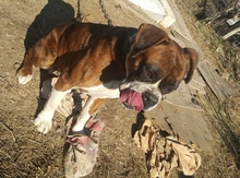 Boxer