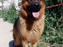 Alman ovçarkası balası