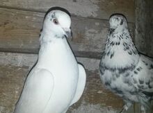 Göyərçinlər