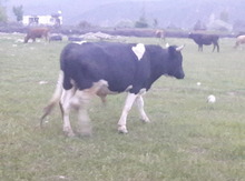 Danalar