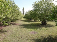 25 sot torpaq sahəsi, Oğuz r.