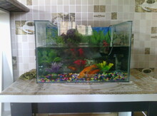 Akvarium və balıqlar