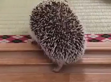 Kirpi