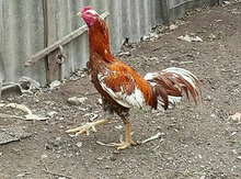 Xoruz