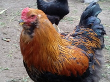 Brama quşu