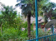 Palma ağacı