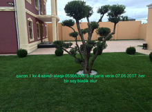 Qazon