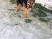 Alman ovçarkası