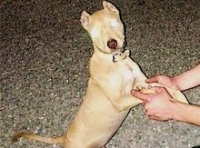 Pitbul