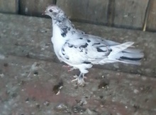 Göyərçin