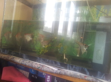 Akvarium və "Valivu skaliari" balıqları
