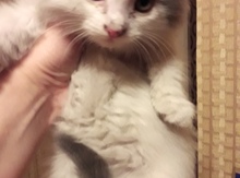 Отдам котенка в добрые руки