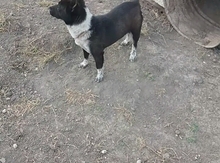 İt