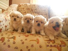 Pekines iti