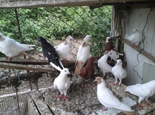 Göyərçin