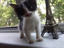 Котенок в добрые руки