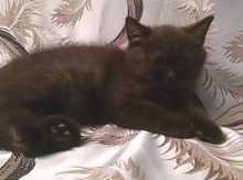 Британские котята