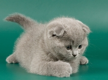 Шотландские котята