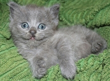 Британский котенок