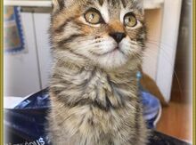 Отдам котенка в добрые руки