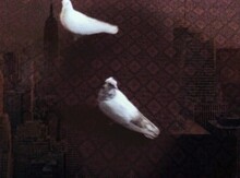 Göyərçinlər
