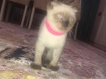 Şotland pişiyi