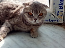 Şotland pişiyi