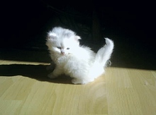 Шотландский котенок