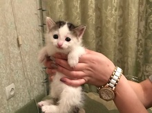 Котенок в добрые руки