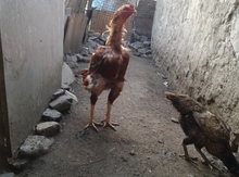 Heyratı xoruz