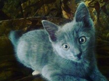Котенок в добрые руки