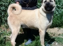 Kanqal balaları