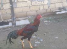 Heyratı xoruz