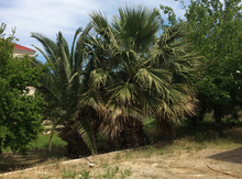 Palma ağacı