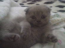 Шотландские котята