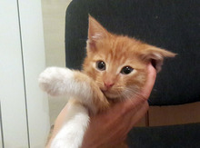 Котенок в добрые руки