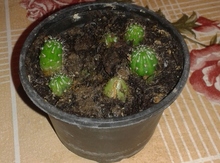 Kaktus
