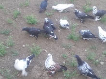 Göyərçin