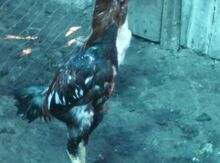 Heyratı xoruz