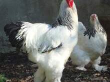 Layt yumurtaları