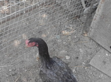 Heyratı